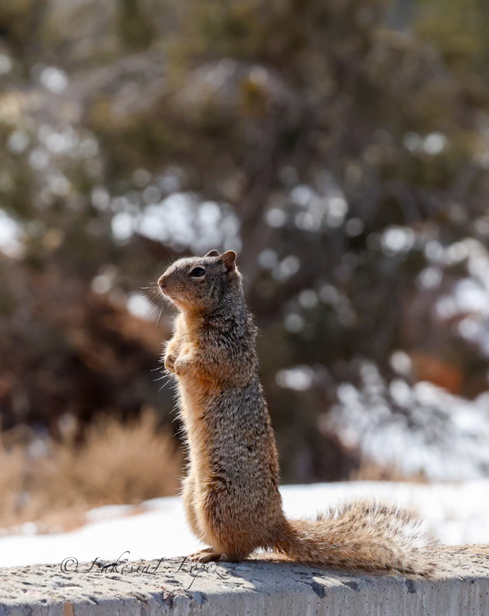 Squirrel standing in winter light
